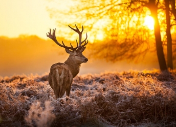 AUTUMN STYLE