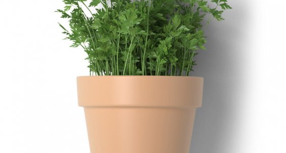 Herb Pot